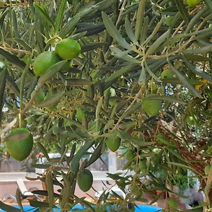 https://alojamiento-el-olivo.es-andalucia.com